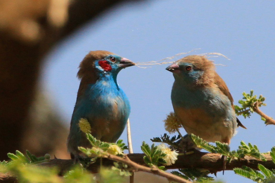 Birds-of-Ethiopia.jpg